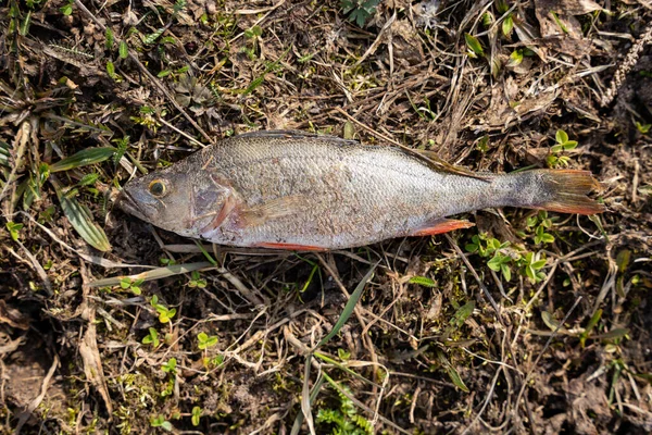 Der Fisch Wird Auf Den Boden Geworfen Ist Ein Barsch — Stockfoto