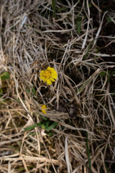 Het Droge Gras Het Vroege Voorjaar Heeft Bloeiende Bloem Celandine — Stockfoto