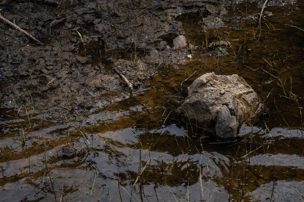 Stagno Piscicoltura Abbassato Livello Dell Acqua Visibile Suo Letto Con — Foto Stock