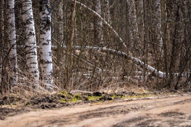 Ormanın kenarında uzanan kumlu bir yol ve beyaz huş gövdelerini görebileceğiniz bir yer.