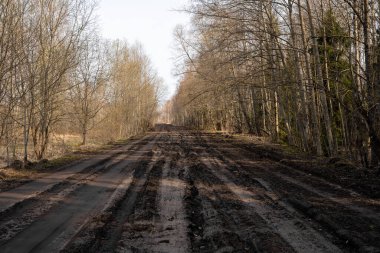 Farklı türlerden ağaçların her iki tarafta yetiştiği bataklıkta geniş bir yol.