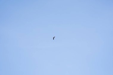 Mavi gökyüzünde uçan vinç çok küçük görünür.