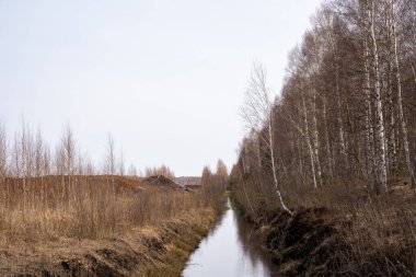Ağaçların büyüdüğü bataklıktaki bir su kanalı.