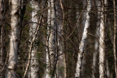 Beyaz huş gövdeleri ve kuru ot sapları ve mavi ara su arka planı
