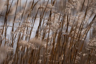 Kuru sazlıklar rüzgarda sallanıyor gölün kenarında