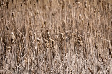 Gölde kuru sazlıklar ve çiçek açan lupinler.
