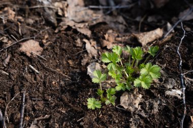 İlkbaharda dökülen yapraklar kahverengi kaldıklarında kuru ve yeşil yapraklar büyür.