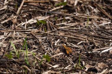Kuru otlarla yakın plan çekimde yeşil otlar ve ortasında renkli bir kelebek.