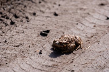 Sıkışık bir orman yolunun üzerinde büyük kaba bir kurbağa duruyor.