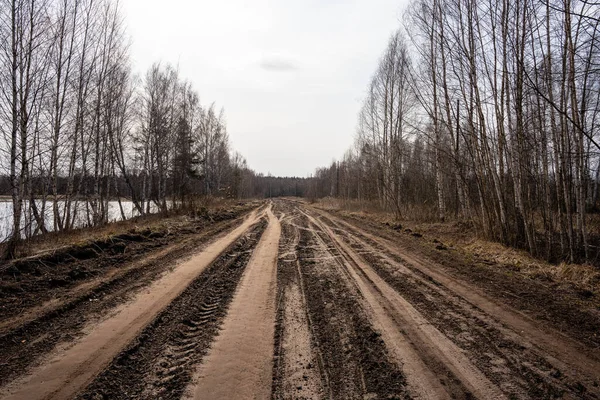 a large wide road in a swamp where trees of different species grow along both sides