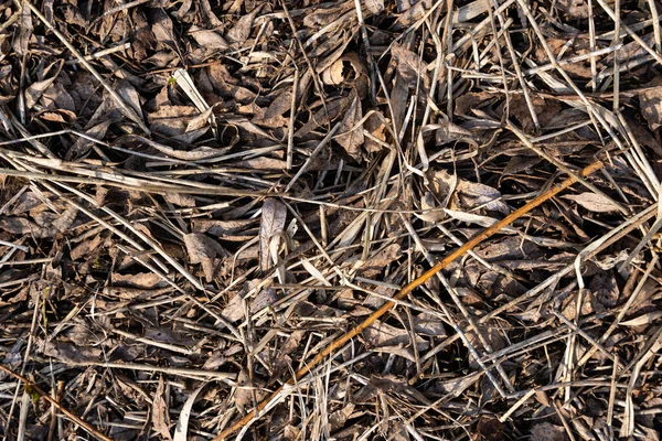 Primer Plano Del Verde Seco Principios Primavera Cuando Todo Forma —  Fotos de Stock