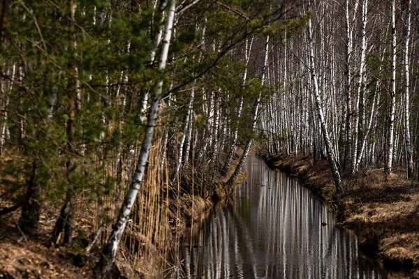 Canal Eau Dans Tourbière Beaucoup Bouleau Pousse Long Des Bords — Photo