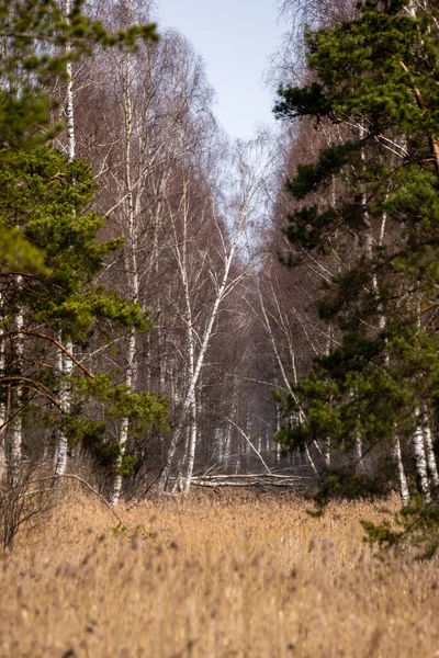 Водяний Канал Болотному Болоті Ростуть Різні Дерева Краях Ньому Очерет — стокове фото