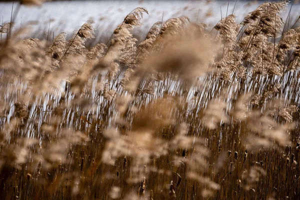 Dry Reeds Sway Wind Lake — Stock Photo, Image