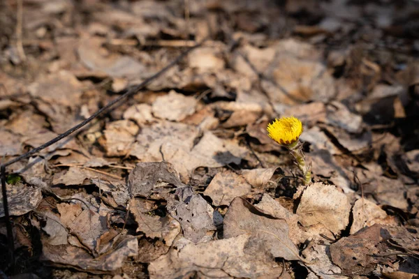 Zbliżenie Spadających Liści Wiosną Gdy Pozostają Brązowe Słońce Suche Żółte — Zdjęcie stockowe