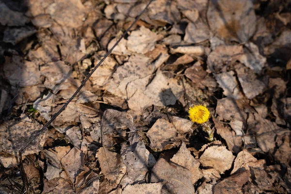 Gros Plan Des Feuilles Tombées Printemps Quand Elles Sont Restées — Photo