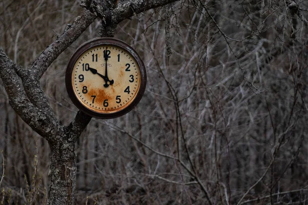 リンゴの木の植物の小さな庭10時を示す大きな旧ソ連時代の時計 そして全体の背景は乾燥した灰色の茂みとホールにあります — ストック写真