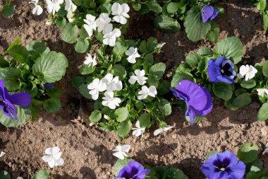 Bahar çiçekleri beyaz ve mavi çiçeklerle açar.