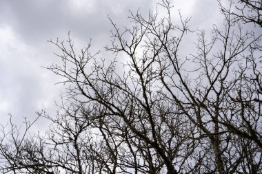 Büyük ağaç dalları ilkbaharın başlarında dramatik bir arka planda yapraklar olmadan
