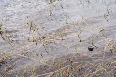 Göl suyunun yakın plan fotoğrafı atılmış şişenin dibini gösteriyor.