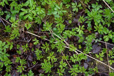 Islak bataklıkta yeşil yosun filizlendi.