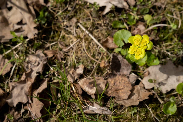 Primeiras Flores Primavera Floresceram Gramado Que Verde Cinza — Fotografia de Stock