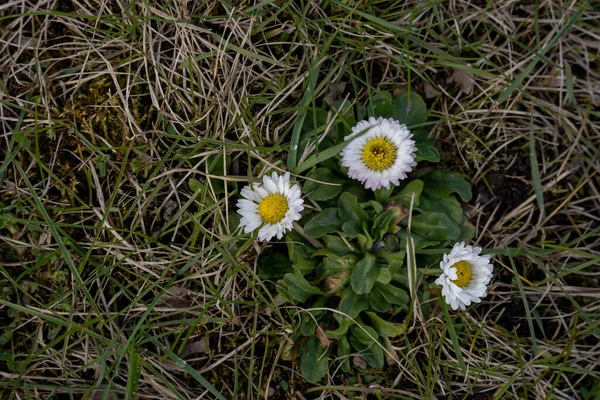 Primeiras Flores Primavera Floresceram Gramado Que Verde Cinza — Fotografia de Stock