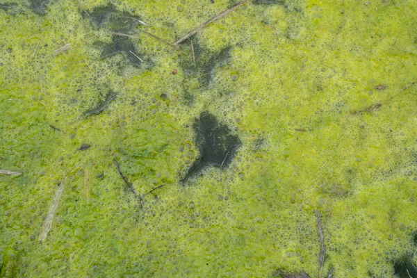 Primo Piano Laghetto Ricoperto Alghe Verdi Schiuma — Foto Stock