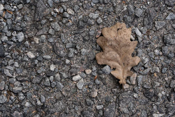 Een Bruin Oud Eikenblad Gevallen Grijs Steenachtig Asfalt — Stockfoto