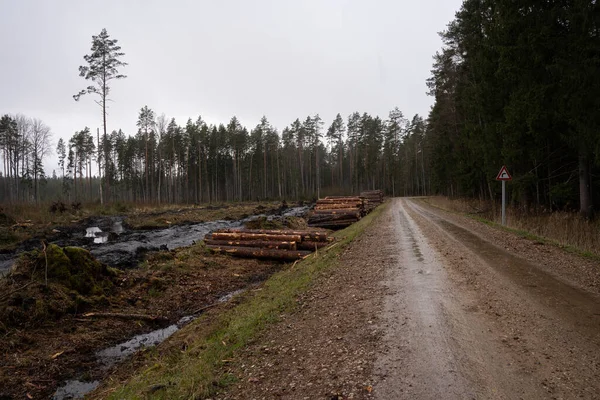 Sendero Arena Húmeda Bosque Donde Crecen Abedules Largo Los Bordes — Foto de Stock