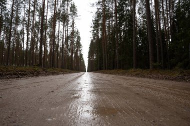 Islak orman yolu, bir çok güzel çam ağaçlarının büyüdüğü yer.