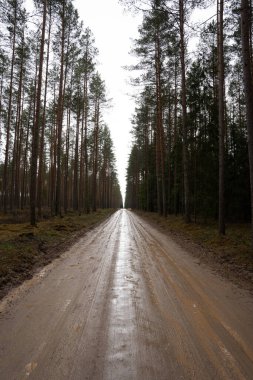 Islak orman yolu, bir çok güzel çam ağaçlarının büyüdüğü yer.