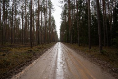 Islak orman yolu, bir çok güzel çam ağaçlarının büyüdüğü yer.