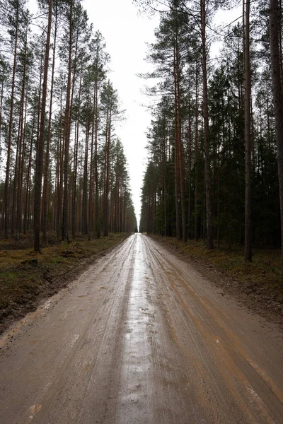 Islak orman yolu, bir çok güzel çam ağaçlarının büyüdüğü yer.