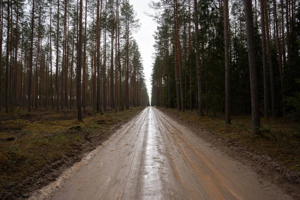 Islak orman yolu, bir çok güzel çam ağaçlarının büyüdüğü yer.