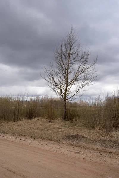 Estrada Terra Rural Primavera Perto Qual Cresce Uma Árvore Arbustos — Fotografia de Stock