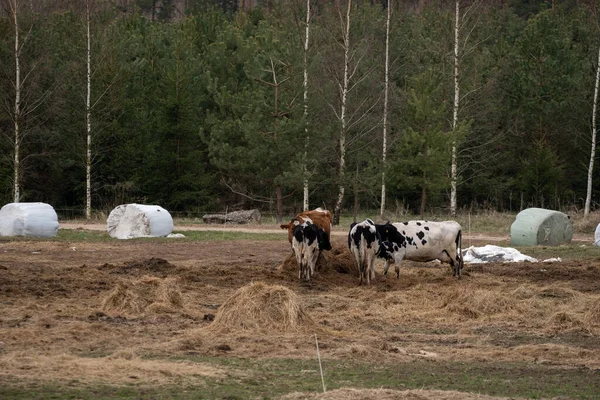 Vacas Estão Juntas Uma Veia Comem Feno — Fotografia de Stock