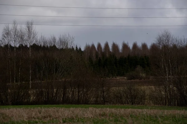 Paisagem Rural Com Fios Elétricos Árvores Sem Folhas — Fotografia de Stock