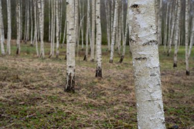 İlkbaharda güzel huş ağacı koruluğu küçük yeşil çimenler belirdiğinde