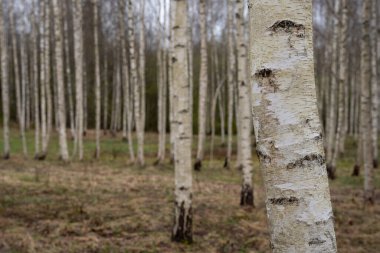 İlkbaharda güzel huş ağacı koruluğu küçük yeşil çimenler belirdiğinde