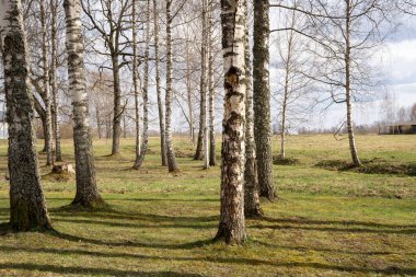 İlkbaharda güzel huş ağacı koruluğu küçük yeşil çimenler belirdiğinde