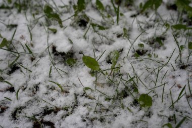 Baharda bahçede açan küçük mavi çiçekler, beyaz pofuduk karla kaplı.