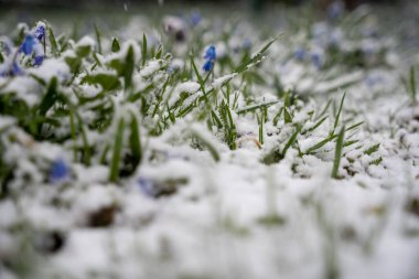 Baharda bahçede açan küçük mavi çiçekler, beyaz pofuduk karla kaplı.