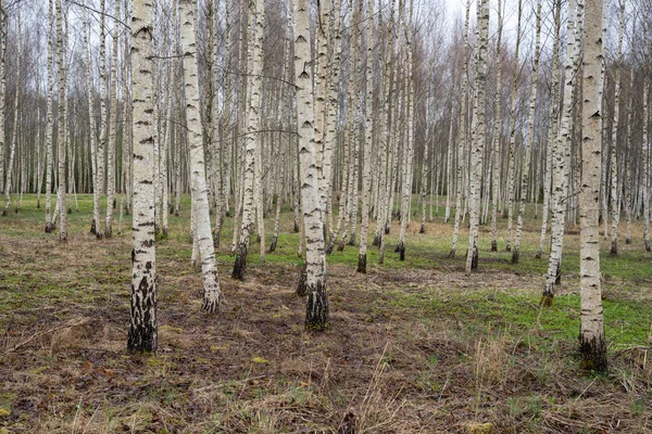 Bellissimo Boschetto Betulla Primavera Quando Appare Erba Verde — Foto Stock