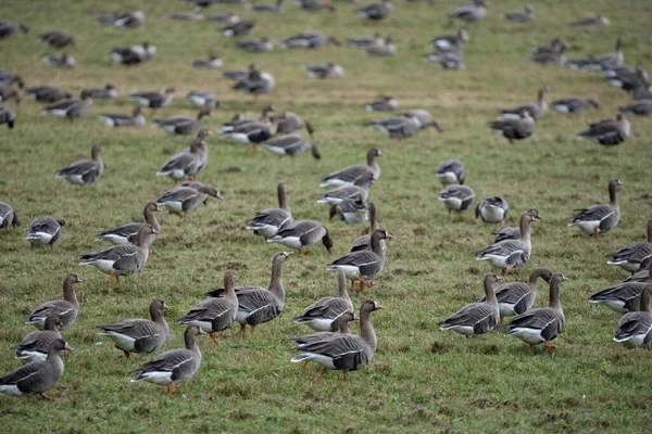 Una Bandada Gansos Migratorios Primavera Caminando Por Campo Cereales Verdes —  Fotos de Stock