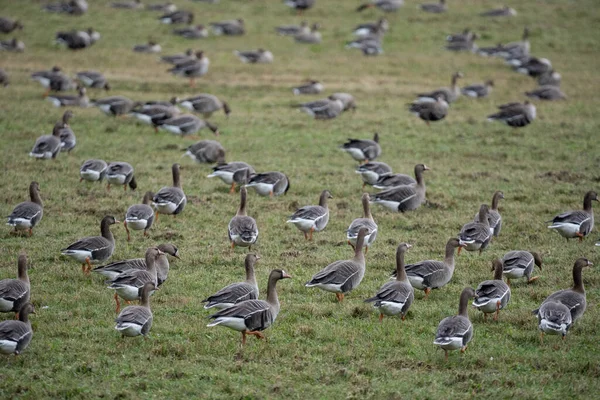 Una Bandada Gansos Migratorios Primavera Caminando Por Campo Cereales Verdes — Foto de Stock