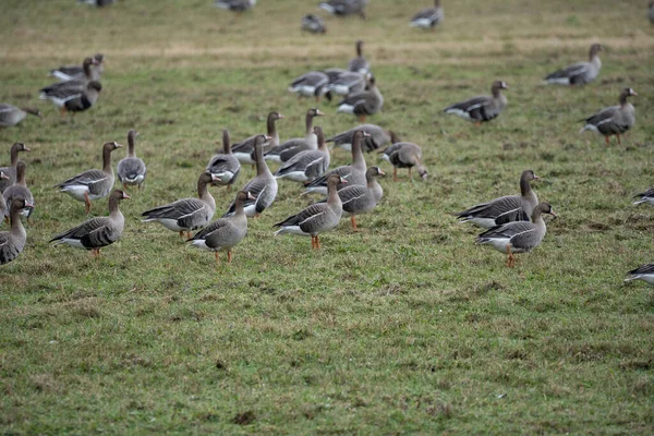 Una Bandada Gansos Migratorios Primavera Caminando Por Campo Cereales Verdes — Foto de Stock