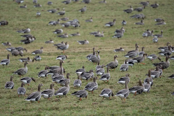 Bando Gansos Migradores Primavera Caminhando Por Campo Cereais Verde Busca — Fotografia de Stock