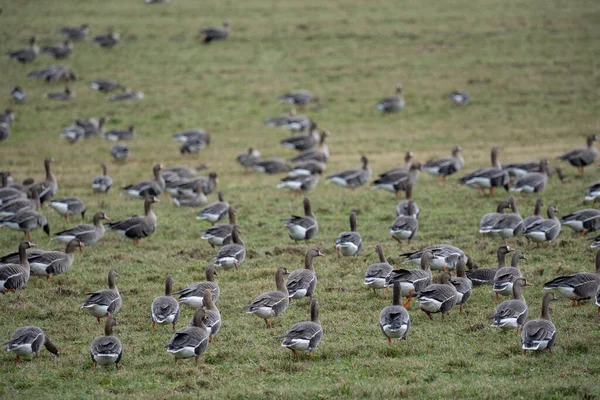 Una Bandada Gansos Migratorios Primavera Caminando Por Campo Cereales Verdes — Foto de Stock