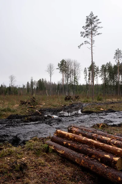 a forest clearing where everywhere is printed by a forest tractor on large black mud, and sawn trees stand aside